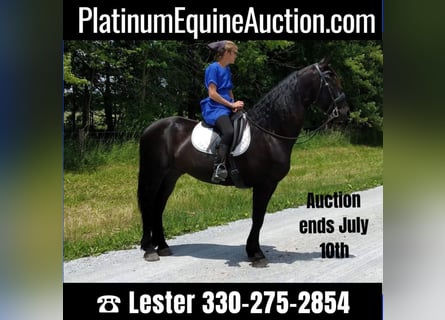 Percheron, Wallach, 7 Jahre, 168 cm, Rappe