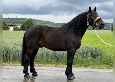 Percheron Mix, Wallach, 7 Jahre, 173 cm, Dunkelbrauner