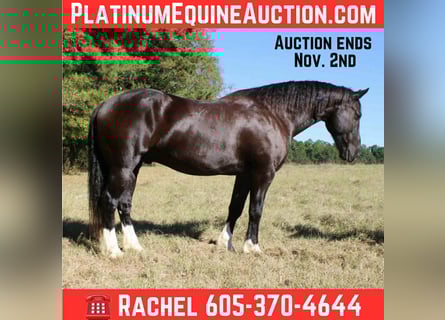 Percheron, Wallach, 9 Jahre, 155 cm, Rappe