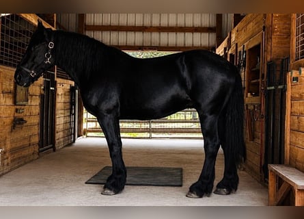 Percherón, Yegua, 13 años, 163 cm, Negro