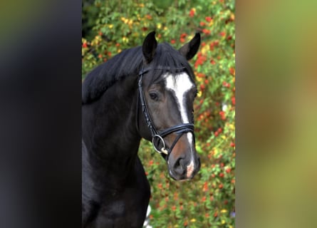 Hannoveraan, Hengst, 8 Jaar, 170 cm, Donkerbruin