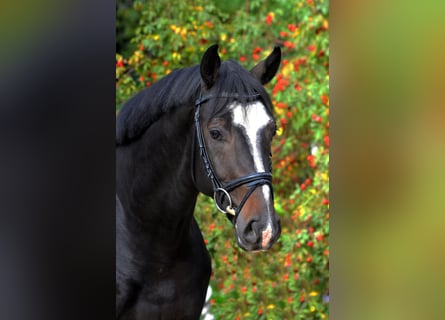 Koń hanowerski, Ogier, 8 lat, 170 cm, Ciemnogniada