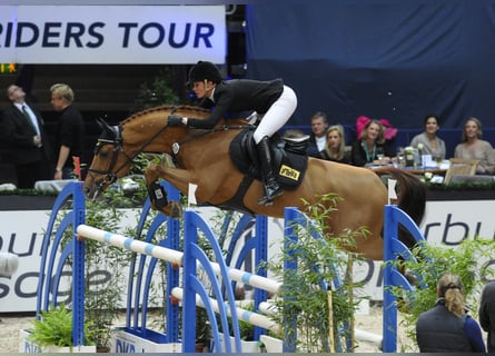 Koń hanowerski, Ogier, 24 lat, 171 cm, Kasztanowata