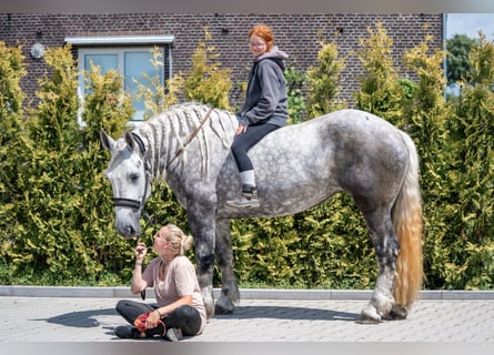 Perszeron, Klacz, 5 lat, 167 cm, Siwa jabłkowita