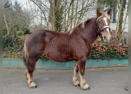 Perszeron, Klacz, 7 lat, 163 cm, Ciemnokasztanowata