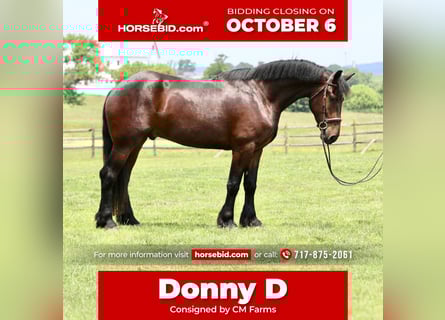 Perszeron Mix, Wałach, 5 lat, 170 cm, Gniada