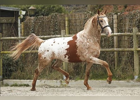 Appaloosa, Hengst, 6 Jahre, 172 cm, Rotfuchs