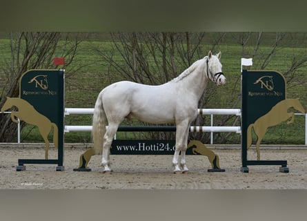 Petit cheval de selle allemand, Étalon, 7 Ans, 156 cm, Cremello