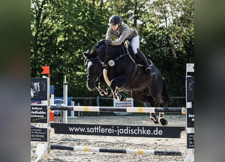 Petit cheval de selle allemand, Hongre, 15 Ans, 164 cm, Noir