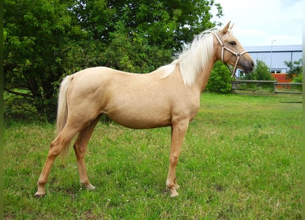 Petit cheval de selle allemand, Jument, 1 Année, 152 cm, Palomino