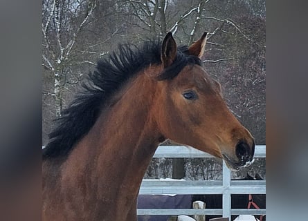 Petit cheval de selle allemand, Jument, 2 Ans, Bai