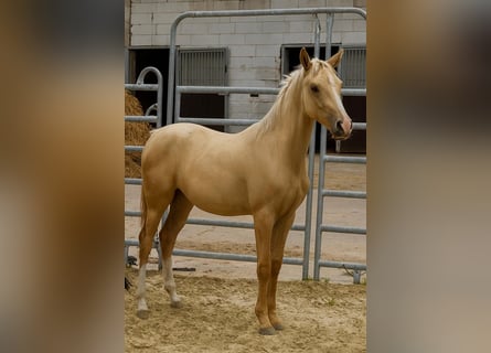 Petit cheval de selle allemand, Jument, Poulain (02/2025), 159 cm, Palomino