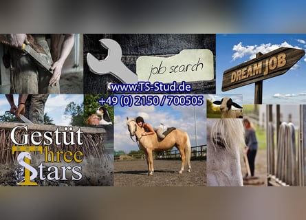 Stellenangebot - Pferdewirt (vorzugsweise SP: Zucht) gesucht!!!