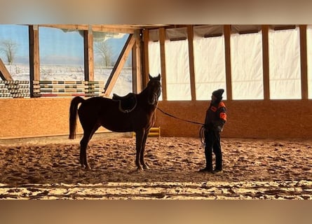 SUCHEN Bereiter für junge Stute in Oberfranken