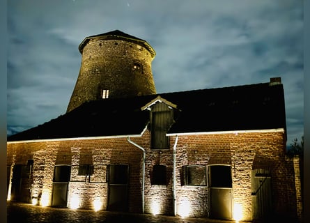 Teilzeit oder Vollzeitmitarbeiter (m/w/d) für unseren Dressurstall nach 50259 Pulheim Nähe Köln