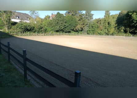 Assistente di scuderia part-time o impiego occasionale