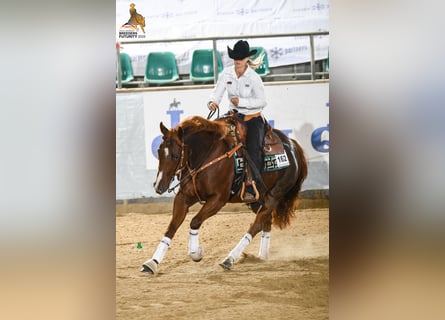 Beritt für Western- und Freizeitpferde, Westernunterricht