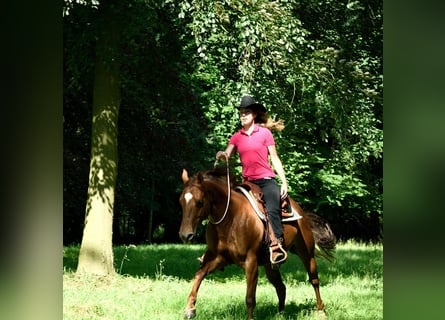 Berittplatz Westernreiten 