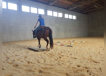 Western Ausbildung von Pferden, Jung- und Korrekturpferde