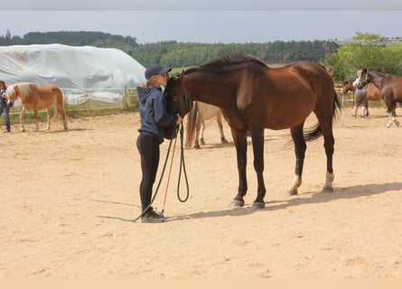 Ferienkurse Natural Horsemanship Sommer 2024