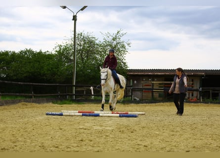 Effektiver Reitunterricht zwischen Köln und Eifel