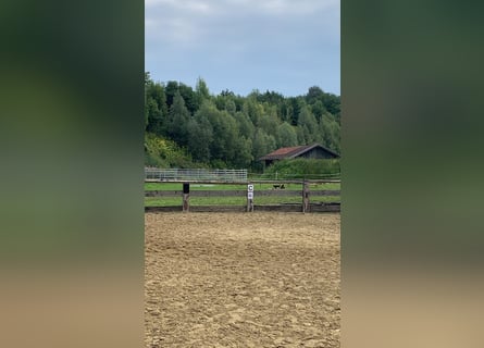 Piccola comunità di box