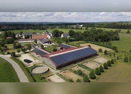 Scuderie luminose in paddock su un centro equestre moderno