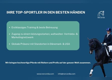 Wir bringen hochwertige Pferde mit Reitern und Profis auf der ganzen Welt zusammen!