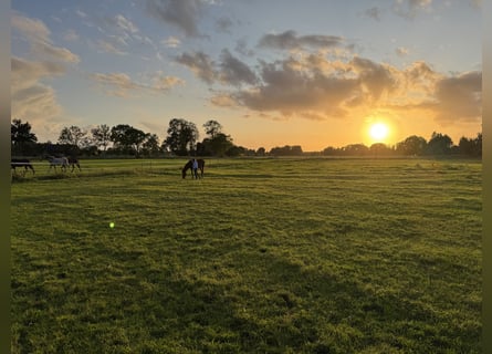 Arena di dressage situata direttamente vicino al Mare del Nord