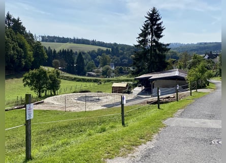 Idyllisches Kleinod (Stallanlage) für 2-4 Pferde zu verpachten 