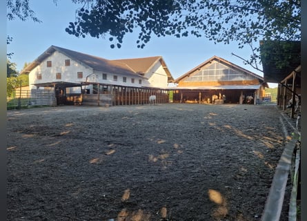 Stalla a paddock in una nuova struttura disponibile