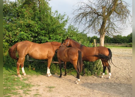Offenstall für Rentner/Rekonvaleszens/Freizeitpferde