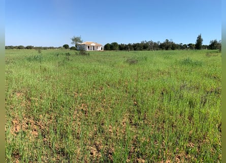 2 Traumgrundstücke ( insgesamt 137.000 qm) in Andalusien/ Almonte