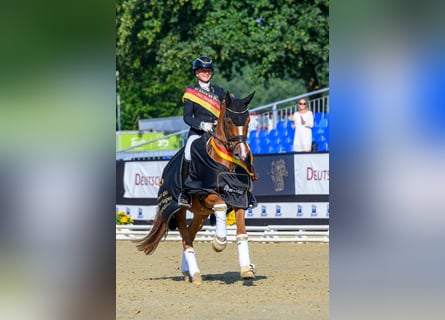 Cavaliere professionista di successo cerca maneggio in affitto nella zona di Rhein-Neckar o Rhein-Ma