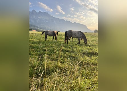  Etablierter Reitbetrieb sucht neuen Standort