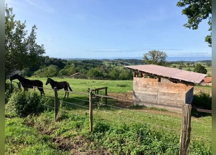 Fattoria equestre