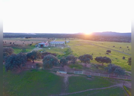 Preciosa Finca Para Caballos Totalmente Equipada