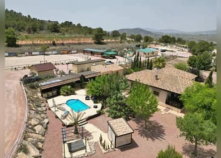 Ref2523SS SPANIEN, Alicante, Monóvar - gut eingeführte Pferde-Gäste-Ranch zu verkaufen!