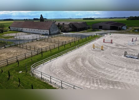 Scuderia di proprietari e valorizzazione
