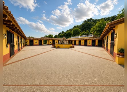 Splendido centro equestre a Valencia (Costa Blanca)