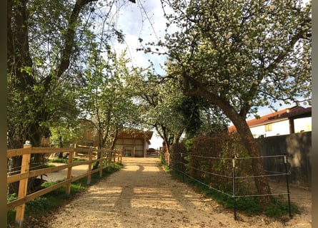 Tesoro nel Parco Naturale dell'Altmühltal – Casale di pregio recentemente ristrutturato con piccola