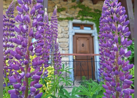 Traum-Vierkannthof mit Offenstall!