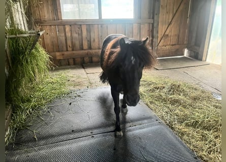 superior liegematte 120 x 180 cm stärke 50 mm