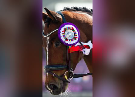 Allenatore di dressage all'estero