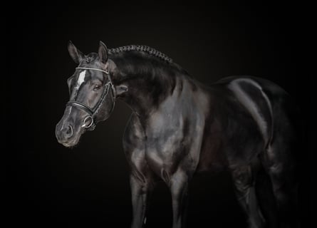 Fotografia di cavalli