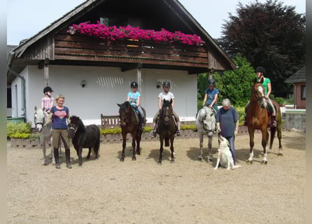 Vacanze equestre