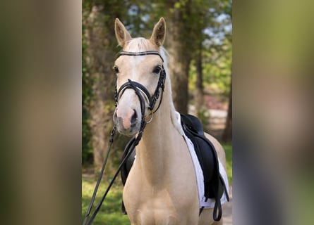 Piccolo Pony Tedesco, Castrone, 4 Anni, 147 cm, Palomino