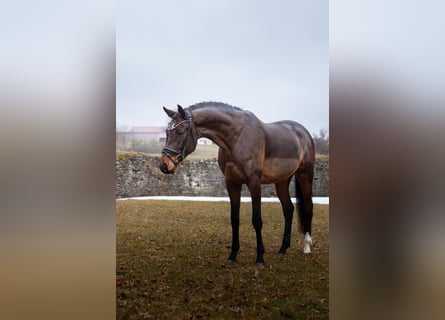 Piccolo Pony Tedesco, Castrone, 4 Anni, 166 cm, Baio