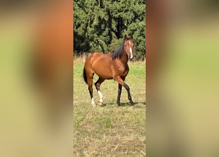 Piccolo Pony Tedesco, Giumenta, 16 Anni, 163 cm, Baio scuro
