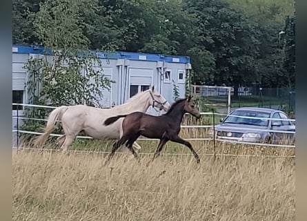 Piccolo Pony Tedesco, Giumenta, 1 Anno, 136 cm, Pelle di daino